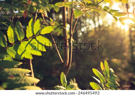 Retro-styled backlit leaves at forest Royalty-Free Stock Photo #246495493