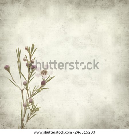 textured old paper background with waxflower