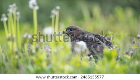 Common Buzzard in spring at a wet forest
