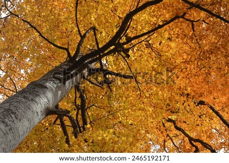 Forest in the fall, colorful trees in autumn