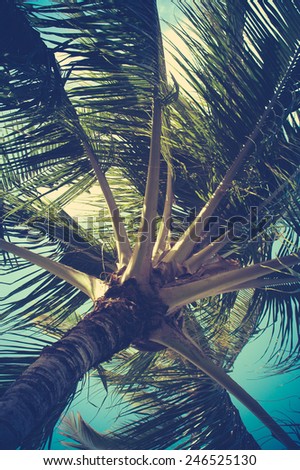 Retro Filtered Palm Tree Detail In Hawaii