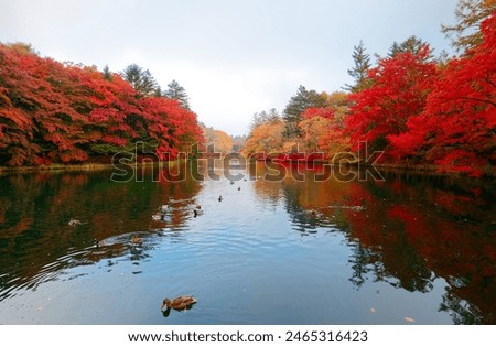 Morning view of Kumoba-ike Pond 雲場池 surrounded by fiery maple trees, with fall colors reflected in the peaceful water and wild ducks swimming in the lake, in Karuizawa 軽井沢, Nagano Prefecture, Japan