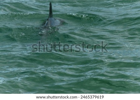 A wildlife photo of a wild Dolphin Or Dolphins playing in a pod near the Wildlife Tour Boat I was on. The Boat is based out of Hubbard's Marina. 