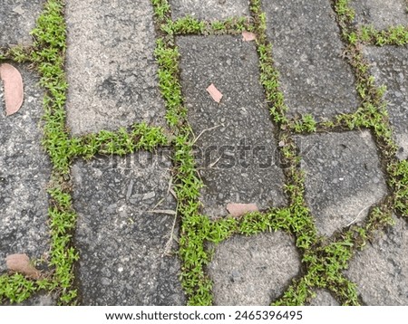 Block paving floor with small plants growing between the paving blocks.