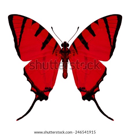 Red butterfly upper wing profile isolated on white background.