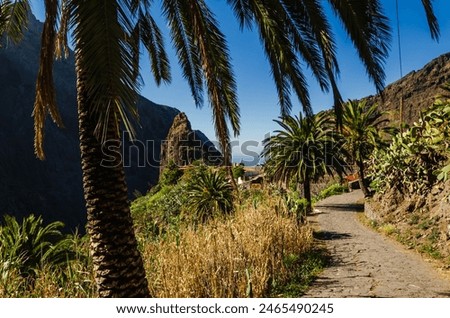 Mountain gorge Barranco de Masca on the Spanish island of Tenerife in the Atlantic Ocean. Exotic vegetation and a bright sunny day without clouds. The mountain village is flooded with sunlight.