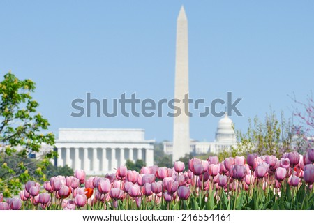 Washington DC skyline with monuments including Lincoln Memorial, Washington Monument and the Capitol in Spring with tulips foreground 
