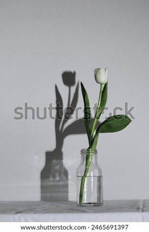Spring white colored spring tulip with shadow in the bottle isolated on white background