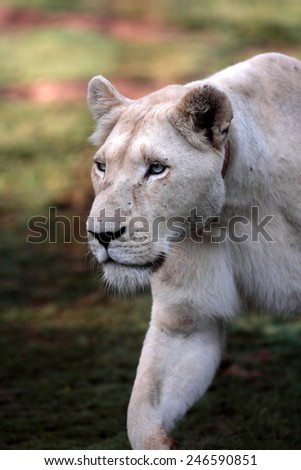A huge white lioness in her stride.