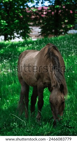 Horse enjoying a peaceful meal in the pasture amid the spring breeze and fresh grass. High quality photo