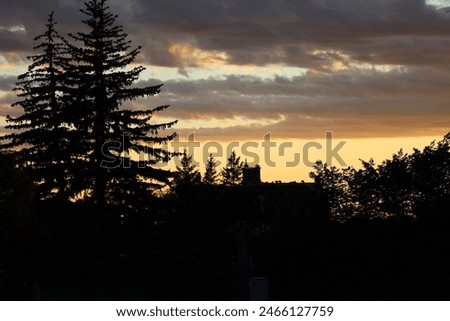 close up pine trees against golden sunset