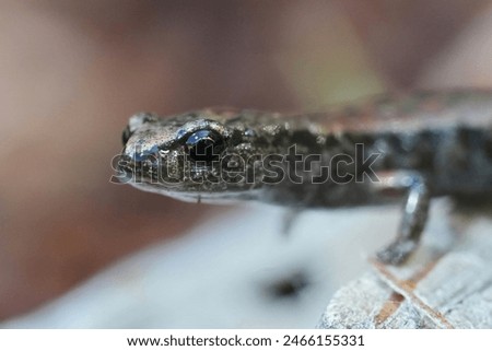 Facial closeup on the small slender salamander, Batrachoseps attenuatus at Whaler Island, Crescent city, California