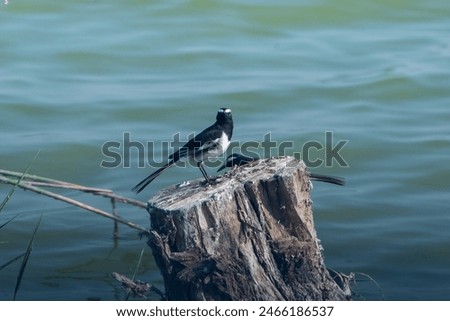 beautiful photograph of white browed wagtail large pied Motacilla south Asia Madras endemic breeder india tamilnadu lake pond turquoise blue water dead tree branch perch bird sanctuary wallpaper avian