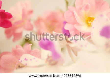 sweet roses and orchid in soft color and blur style 