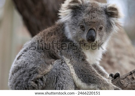 Discover the adorable and iconic koala of Australia with this heartwarming photograph. Nestled among the branches of a eucalyptus tree, this furry marsupial uniqueness of Australian wildlife.