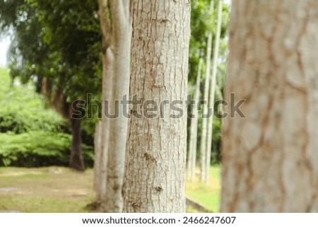 Tree trunks neatly arranged in a garden
