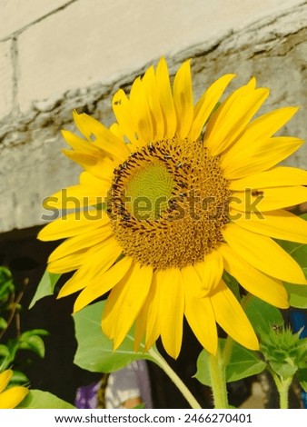 sun flower bloom in the early morning