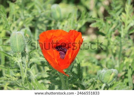 Sweden. Papaver orientale, the Oriental poppy, is a perennial flowering plant native to the Caucasus, northeastern Turkey, and northern Iran.