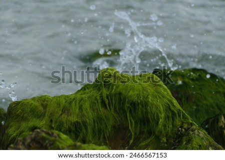 A nature photo of the Irish moss on the rocks at Madeiro Beach, Florida. Irish Moss commonly grows in the tidal zones along the Atlantic and Gulf coast of the United states. 