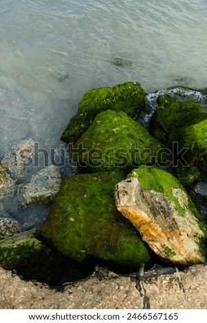 A nature photo of the Irish moss on the rocks at Madeiro Beach, Florida. Irish Moss commonly grows in the tidal zones along the Atlantic and Gulf coast of the United states. 
