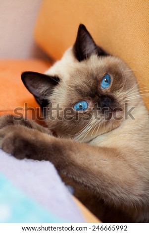 Portrait of cute siamese cat