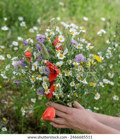 Hands of young caucasian woman hold colorful wild flower bouquet on beautiful floral background. Gathering wildflowers, bunch of mixed blooming  white chamomile, daisy yellow flowers, poppy