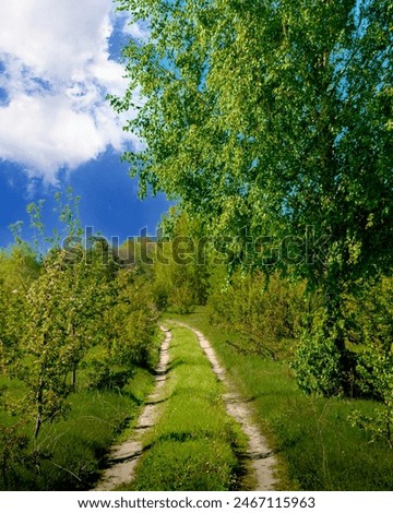Landscape panorama of green forest and dirt road. The route is paved. Blue clouds in the sky. highway through the forest. Natural landscape.Postcard.For travel and nature trips.
