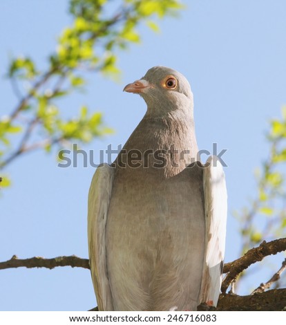 Portrait of a dove in nature