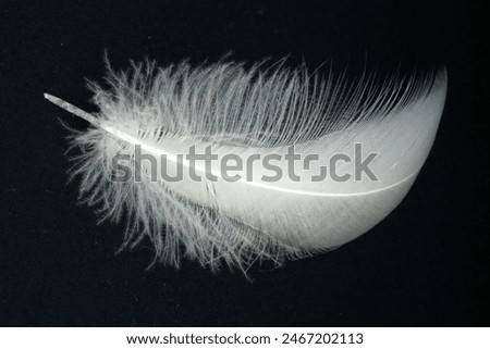 Falling Feather Overlays, White Feather, Summer Digital Overlay, Spring Overlays, Photography, Angel wings photo overlays.
