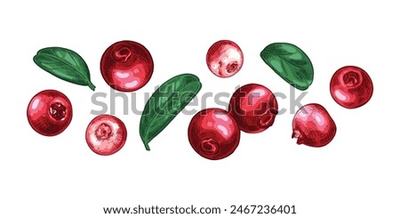 Hand drawn fresh cowberry. Berries and leaves. View from different angles. Vector illustration in retro style isolated on white background.