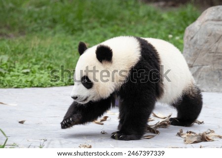 Happy Little Panda playing with toy on the yard, Wolong, China