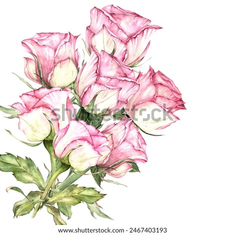 Roses drawn in watercolor, leaves, buds realistic illustration on a white background, suitable for the design of cards, invitations and scrapbooking. Botanical composition for wedding romantic card an