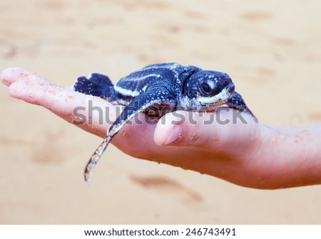 Just born baby Leatherback turtle  ( Dermochelys coriacea) on a child's hand.  Island of Puerto Rico, United States