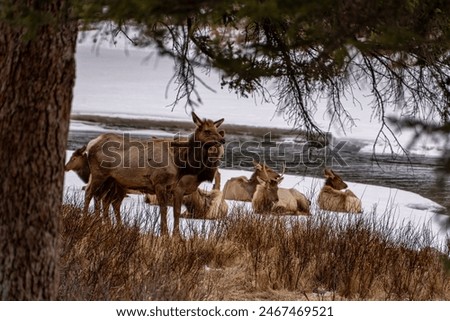 magpie sitting on Reindeer, caribou herd on the river in Banff, AB 