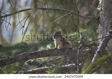 Cute squirrel sitting  in a tree.