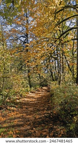 Fall colors along a path
