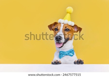 Funny laughing dog Jack Russel terrier wearing a party hat and bowtie celebrating at a birthday party, waiting for surprise, Yellow Background