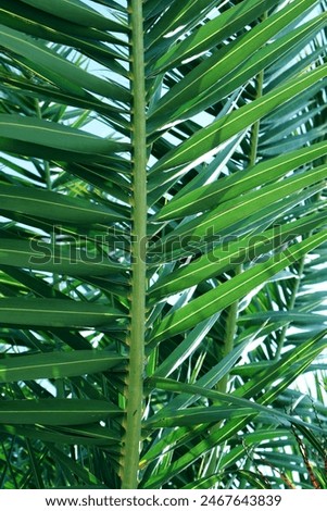 Palm leaf texture. Leaves. Palm leaf, Green texture, botanical