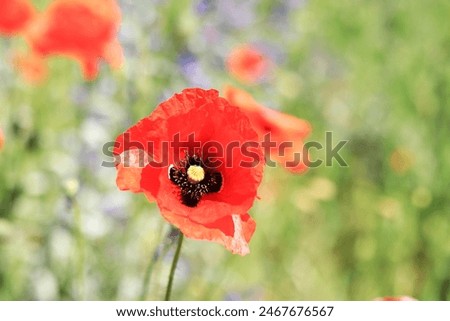 Red poppy flower close up on a blurred background. Poppy flower on a background of green grass. Spring flowers with large red petals. Close up of flowers with selective focus. Poppies on a sunny day