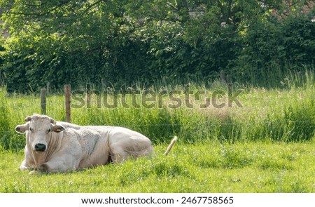 A large white bull lies on the grass, Strong young bull lies in the green grass.A large bull lies and rests on a clear summer day



