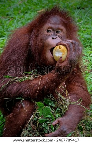 juvenile Bornean orangutan eating fruit