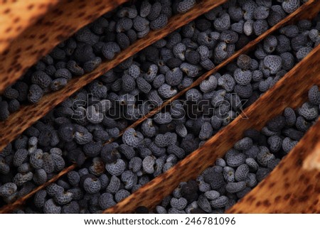 natural poppy seeds background
