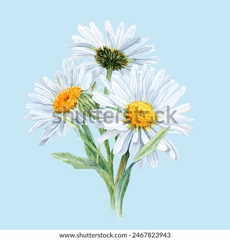 Aquarelle illustration Garden Daisies. Big Chamomiles with stems and leaves on White Background. Hand drawn flowers of Summertime
