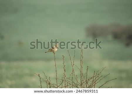 Common linnet (Linaria cannabina) perched on a small branch