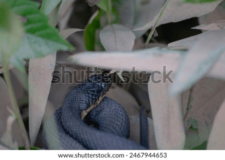 water snake hiding in the grass