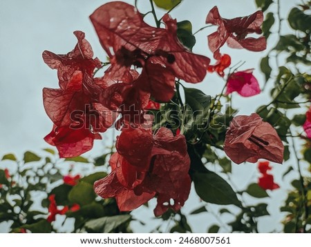 red bougainvillea flowers that look very beautiful in the cloudy sky
