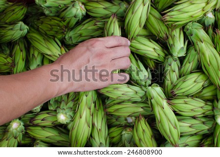 Hand and Crops. A hand reaching for the green buds of pitahaya which are edible and can be stir-fried. 