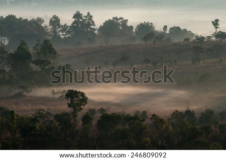 Amazing morning misty fog with silhouette trees in Thailand