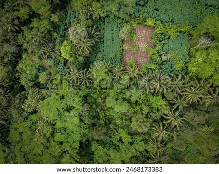 Aerial View of Forest Road near Purbalingga Village Park, Indonesia
