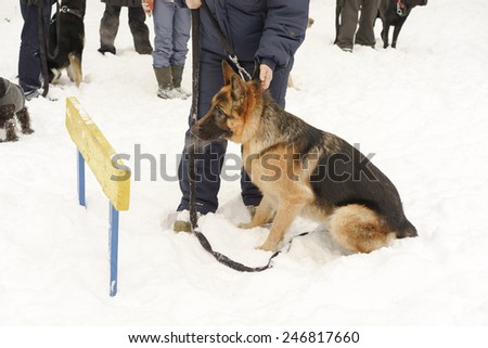 german shepherd dog sitting in front of the barrier near the master's legs on the dog training course in winter on a snow